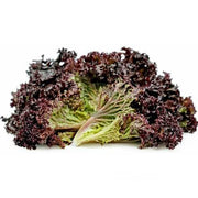 Black Red Lettuce Seeds