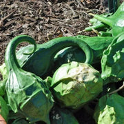 Dinosaur Gourd Seeds