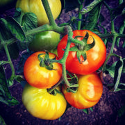 Desi Tomato Seeds, Solanum lycopersicum Vegetable Seeds