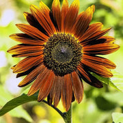 Brown Sunflower Seeds