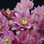 Helleborus Orientalis Lenten Rose Seeds