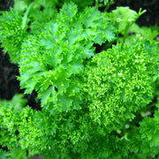 Curled Parsley Seeds