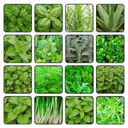 Melissa Officinalis Lemon Balm Seeds, Herbal