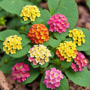 Wildflower Mix Lantana Seeds