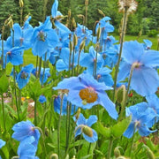 Blue Himalayan Poppy Seeds
