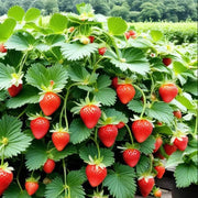Hokowase Strawberry Seeds