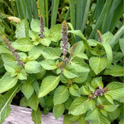 Long Bloom Basil Seeds, Herbal