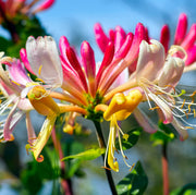 Wildflower Mix Lonicera Seeds