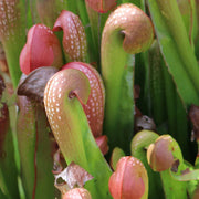 Hooded Pitcher Seeds