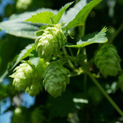 Hops Humulus lupulus Seeds