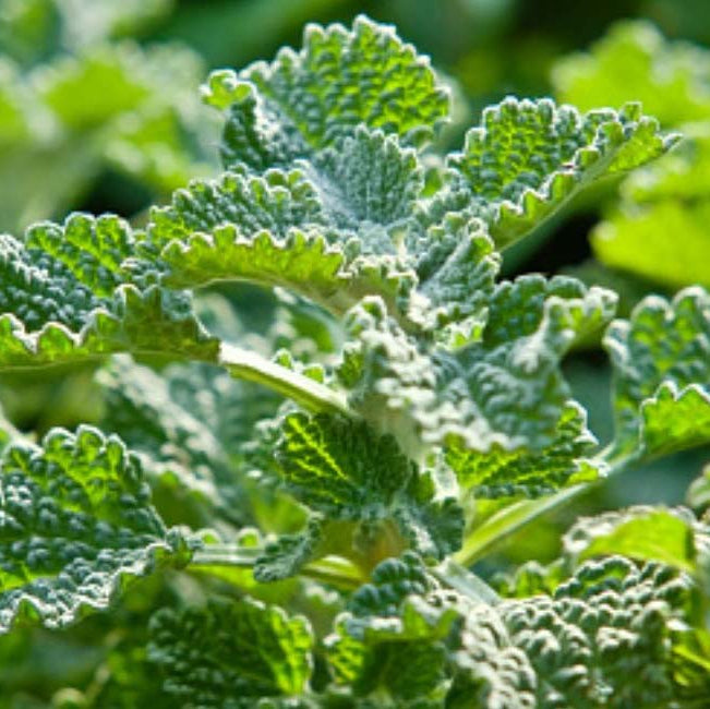 Horehound Seeds, Marrubium Vulgare