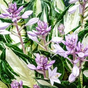 Hosta Seeds, Fire and Ice