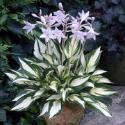 Hosta Seeds, Fire and Ice