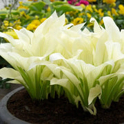 White Feather Hosta Seeds