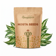 Hosta Seeds – Hosta spp.