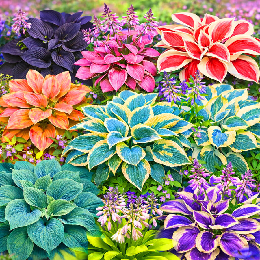 Mix Hosta Seeds