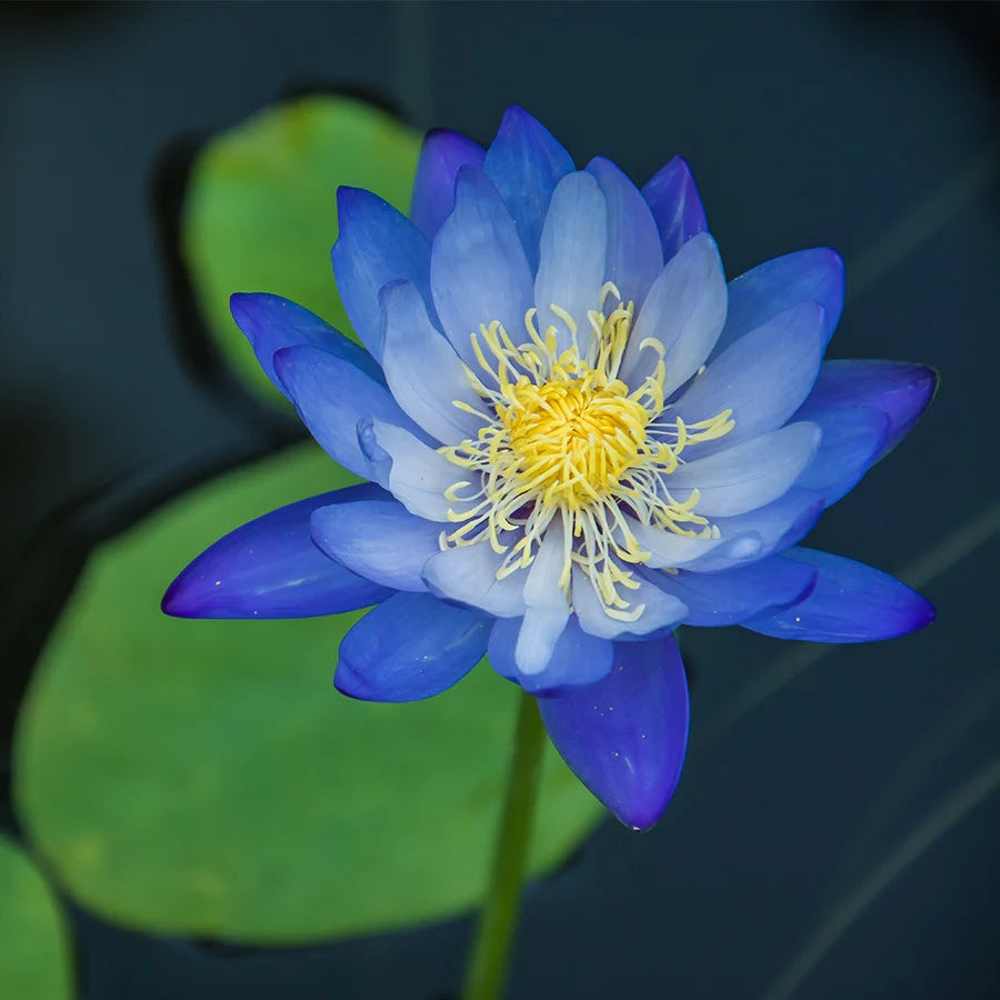 Nymphaea caerulea Blue Lotus Seeds
