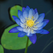 Nymphaea caerulea Blue Lotus Seeds