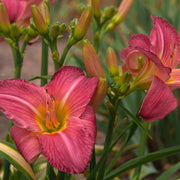 Heirloom Daylily Seeds