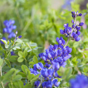 Blossoms Blue False Indigo Seeds