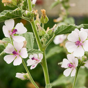 Medicinal Marsh Mallow Seeds, Herbal
