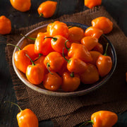 Heirloom Habanero Seeds