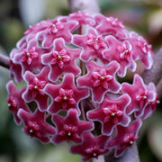Dark Maroon Hoya carnosa Seeds