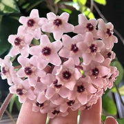 Light Pink Hoya carnosa Seeds