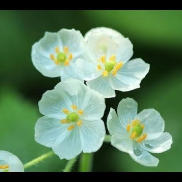 Wildflower Mix Skeleton Seeds