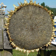Gray Giant Sunflower Seeds