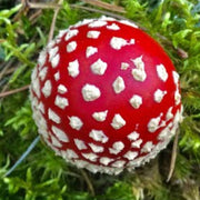 Red White Mushroom Spawn Seeds