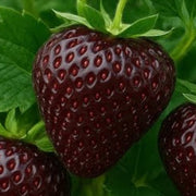Brown Strawberry Seeds