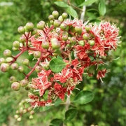 Lawsonia Inermis Dye Henna Seeds, Herbal