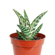 Green variegata Aloe Seeds, Herbal