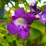 Climbing Snapdragon Seeds
