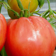 Hungarian Heart Tomato Seeds