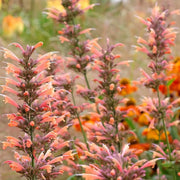 Hummingbird Mint Seeds