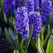 Wildflower Mix Blue Hyacinthus Seeds