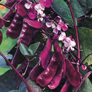 Dolichos Seeds, Lablab purpureus Vegetable Seeds