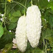 White Bitter Melon Seeds