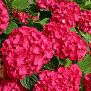 Red Baron Hydrangea Seeds