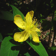 Ascyron Hypericum Seeds