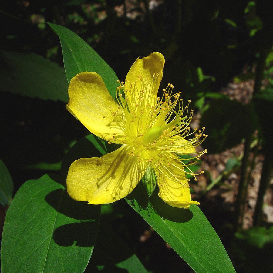 Ascyron Hypericum Seeds