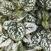 White Green Polka Hypoestes Seeds