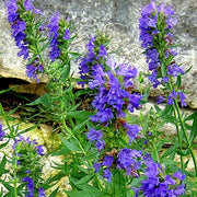 Blue Hyssop Seeds, Herbal