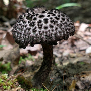 Black Mushroom Seeds