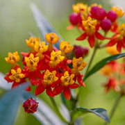 Tropical Milkweed Seeds