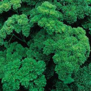 Double Curled Parsley Seeds