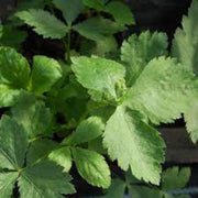 Mitsuba Japanese Parsley Seeds, Herbal