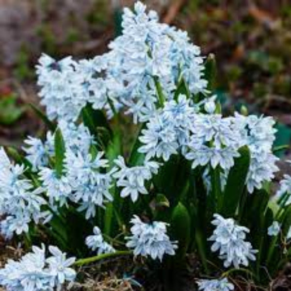 Nivalis Snowdrop Seeds